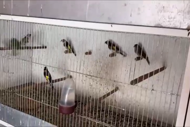 Cluj: Braconier de păsări ”călcat” de poliție și cei de la anti-braconaj. Bărbatul le vindea pe OLX și pe Facebook - VIDEO