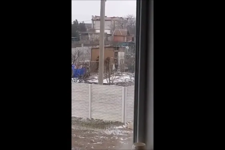 Rușii filmați în Ucraina cum fură găini. Sunt morți de foame - VIDEO