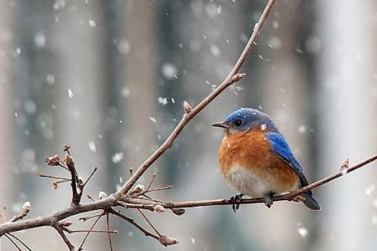 Vreme deosebit de rece toată săptămâna în Transilvania. Prognoza meteo pentru următoarele două săptămâni