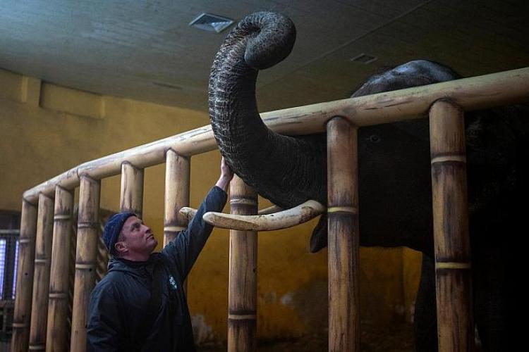 VIDEO - Animalele de la cea mai mare grădină zoologică din Kiev mor de foame. De ce nu pot fi evacuate