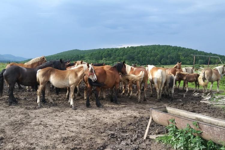 Polițiștii din Cluj au găsit unul dintre caii de rasă furați în 2019 de la o herghelie din Hodișu