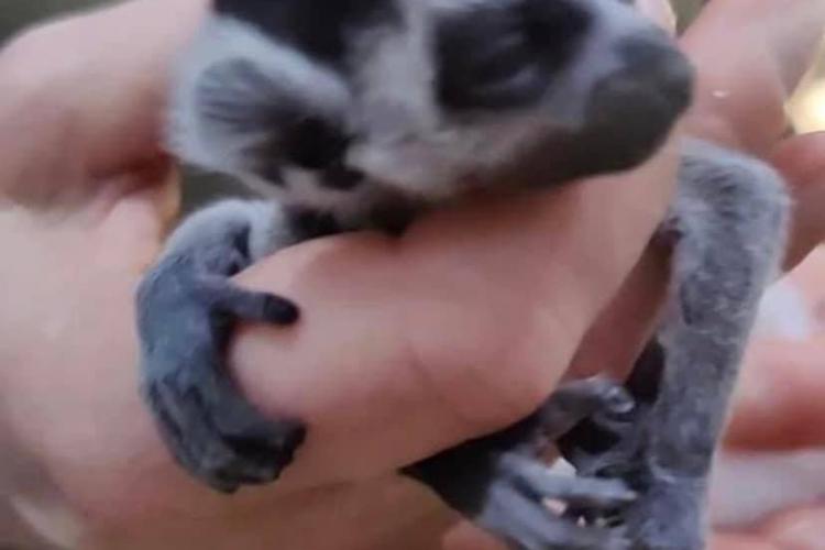 Prima știre pozitivă din Ucraina! La grădina zoologică a venit pe lume un lemur drăgălaș - FOTO