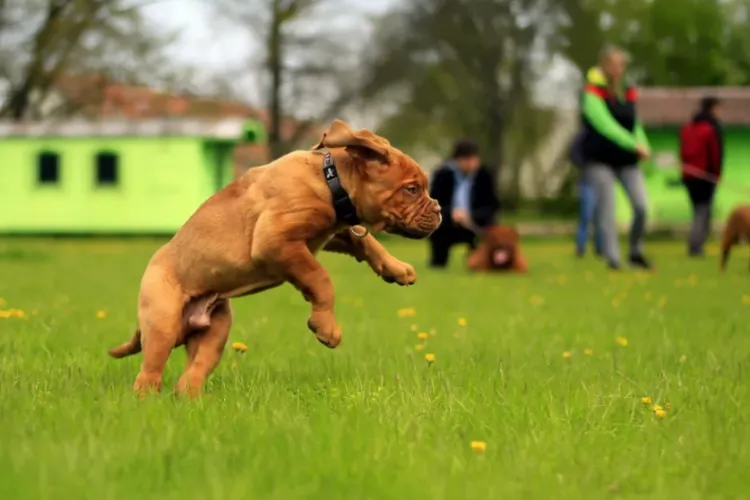 A fost amenajat un loc de joacă pentru căței, cu aparatură specifică, în cartierul Grigorescu. Emil Boc a publicat imaginile pe pagina sa de Facebook