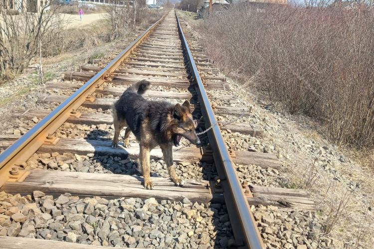 VIDEO - Răutatea oamenilor, fără margini! Cineva a legat un câine de calea ferată în speranța că va da trenul peste el 