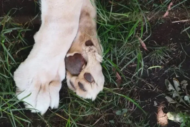 Ucigașul unui câine, căutat de polițiștii clujeni