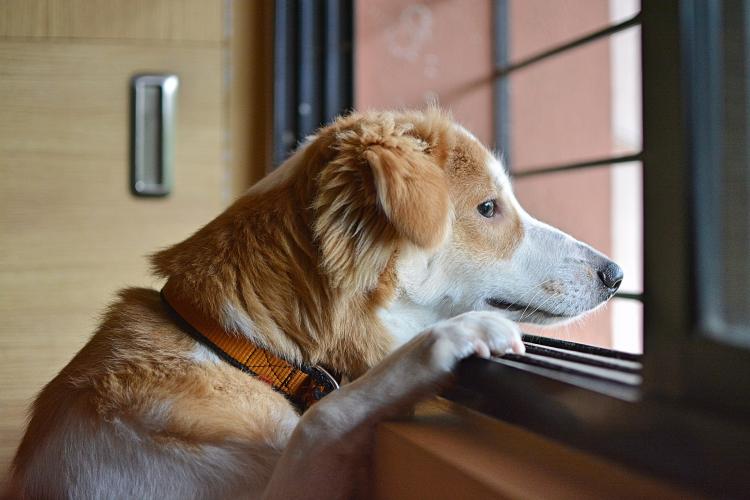 O clujeancă cere sfaturi pentru a ajuta un câine care plânge de 7 zile într-un apartament. Să fie spartă ușa?