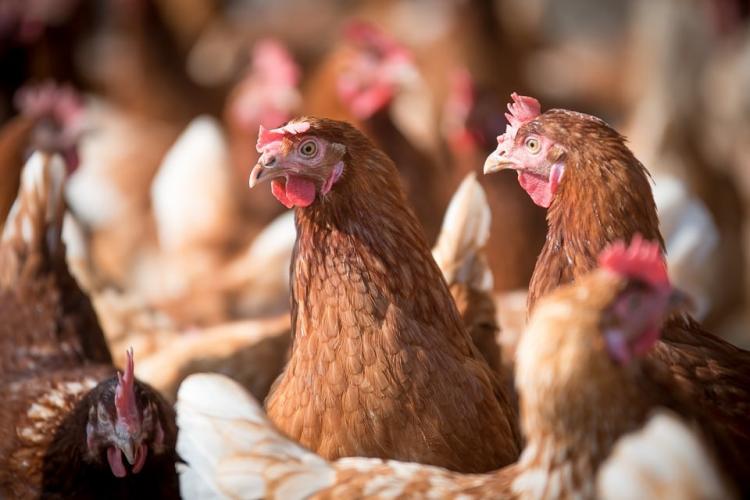 33 de mii de păsări au fost eutanasiate după ce s-a descoperit un focar de gripă aviară într-o fermă din România