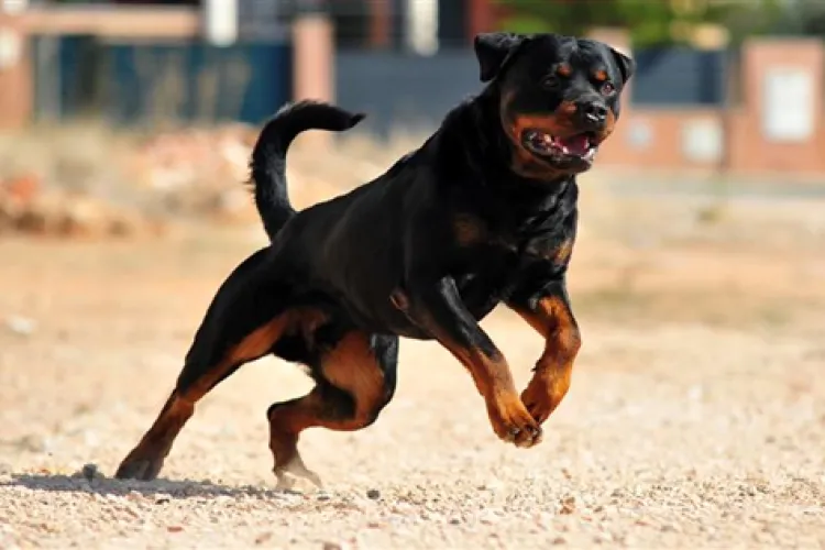 Familie sfâșiată de un Rottweiller. Animalul a atacat mai întâi băiețelul de șapte ani, apoi s-a repezit la părinți