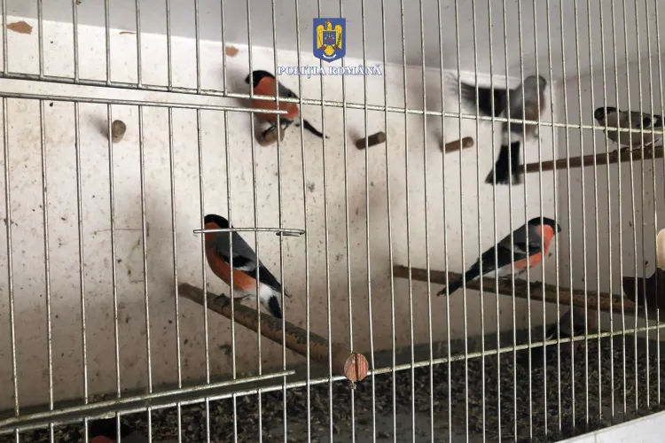 Clujean, cercetat pentru capturarea păsărilor sălbatice, individul avea peste 28 de exemplare-FOTO