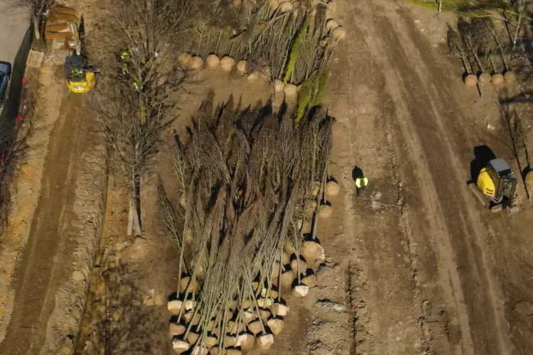 Continuă lucrările de modernizare a malurilor Someșului. Copacii tăiați se înlocuiesc cu alții, peisajul mult iubit de clujeni nu va mai fi la fel-VIDEO