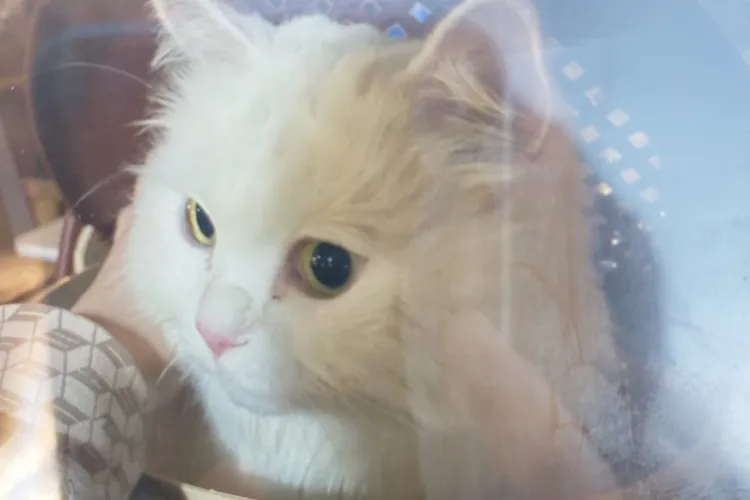 Pisica unei familii din Ucraina s-a pierdut în Florești, în drum spre Slovacia - FOTO