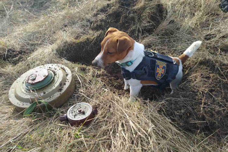El este Patron, câinele erou care a îndepărtat aproape 90 de bombe în războiul din Ucraina-VIDEO