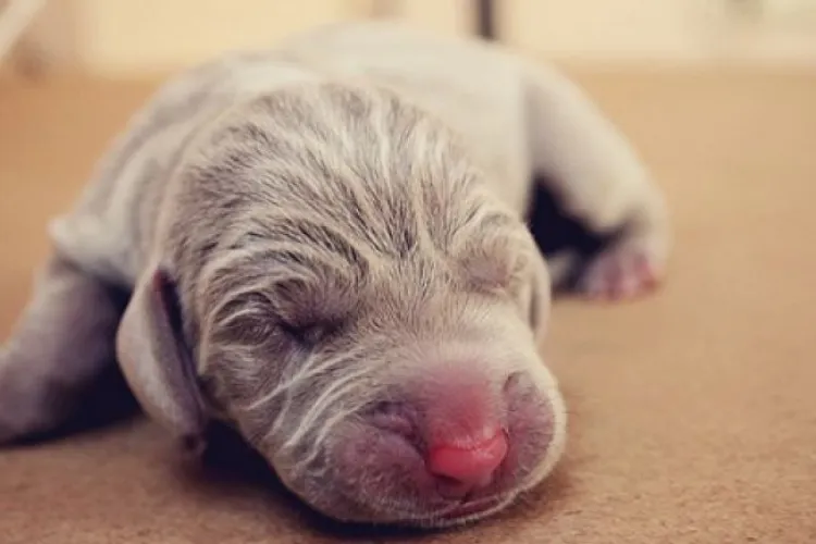 Un bărbat de 34 de ani s-a ales cu dosar penal după ce a aruncat la gunoi patru cățeluși nou născuți