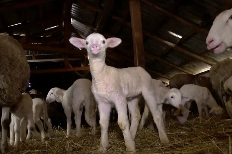 Cât va costa masa de Paşte. Carnea de miel s-a scumpit cu 30%: În magazine nu mai e miel românesc