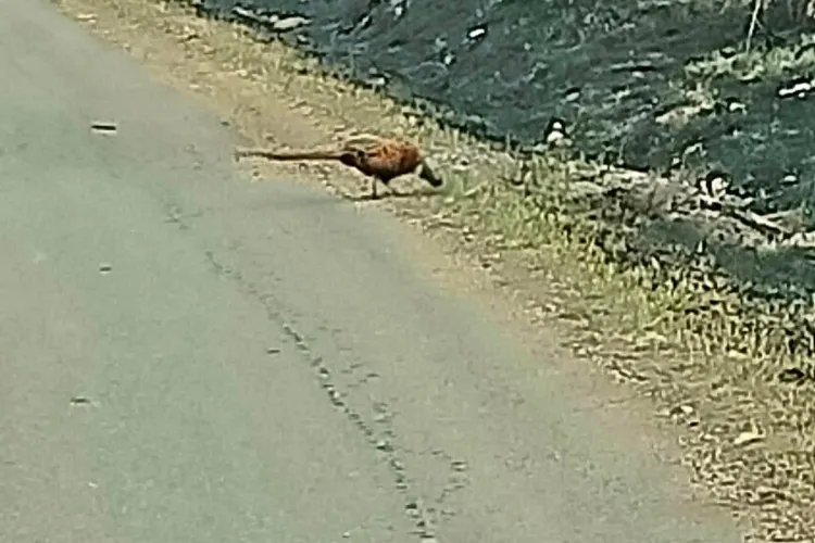 Imagini dureroase de la Cheile Turzii! Incendiile de vegetație au distrus vizuinele. Fazanii, refugiați pe șosea - FOTO