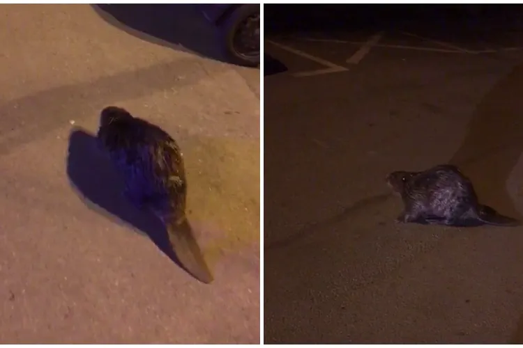 VIDEO - Imagini rare cu un castor filmat în Cluj-Napoca. A fost escortat pentru a ajunge la apă