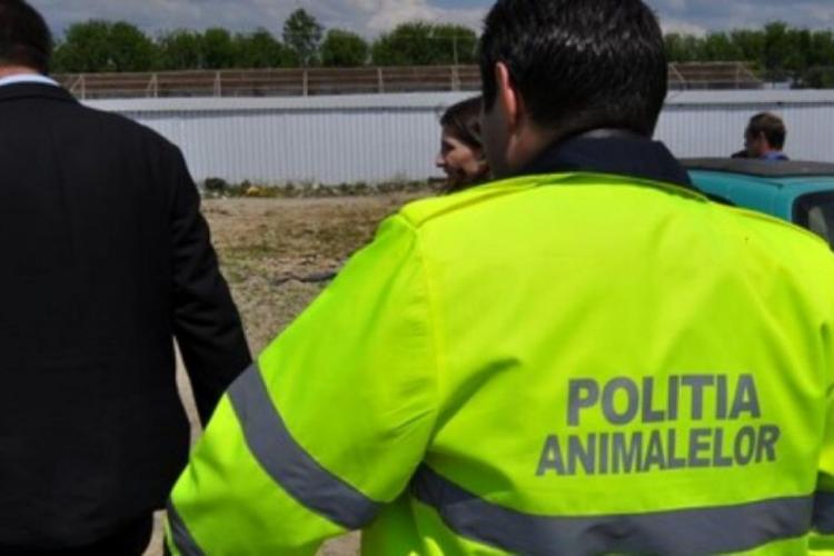 Poliţia Animalelor a dat anul trecut peste 3.600 de amenzi persoanelor implicate în incidente violente contra animalelor