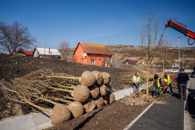 A început „ofensiva verde” în Cluj-Napoca cu 132 de copaci plantați