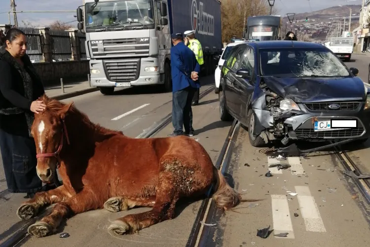 Cluj Smart city! Cal lovit de o mașină pe Bulevardul Muncii - FOTO