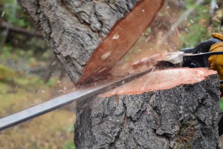 Hoții de lemne „nu se dau bătuți”. Material lemnos fără documente de exploatare, confiscat la Mărişel