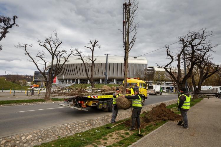 După ce au tăiat mai mulți copaci din oraș, Boc anunță că începe „ofensiva verde” în Cluj-Napoca