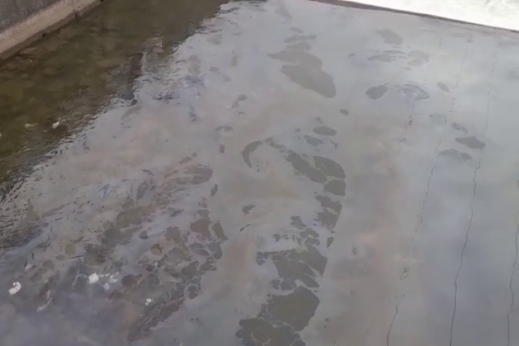 Scurgere de ulei pe Someșul Mic, în zona Operei Maghiare. ACI folosește utilaje care poluează - VIDEO
