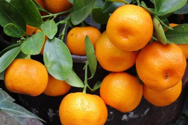Alertă alimentară! Un lot de mandarine cu nivel ridicat de pesticide şi dulciuri Kinder, posibil contaminate cu Salmonella, retrase de pe piaţă