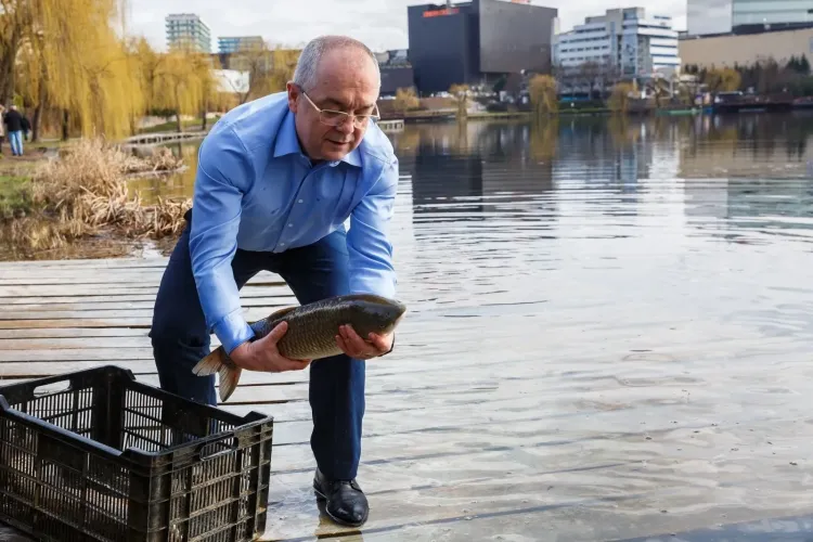 Boc în cămașă a populat cu pește două lacuri din Gheorgheni - VIDEO