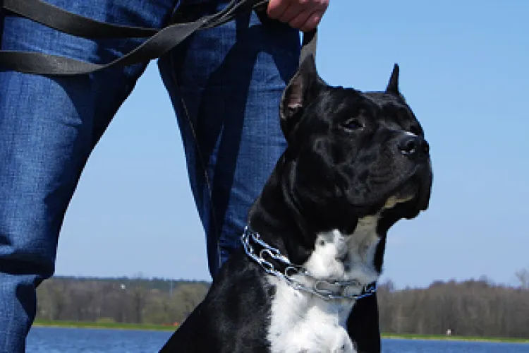 Proprietarii de câini agresivi sau periculoși, vizați de polițiștii clujeni. Ce trebuie să știe aceștia legat de obligaţiile care le revin prin lege