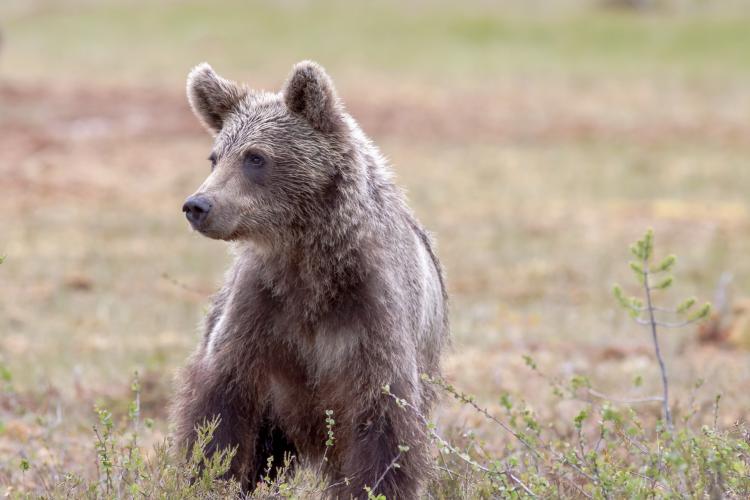Urs văzut în pădurea de la ieșire din Baciu: Aveți grijă! - FOTO   