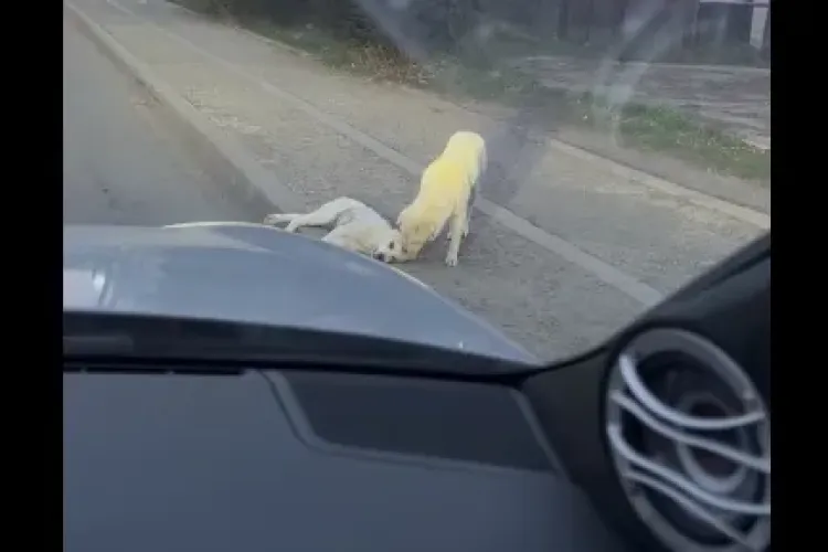 Scenă de ți se rupe sufletul, filmată de Ștefan Mandachi: Derbedeule, cățelul încearca să-și resusciteze tovarășul - VIDEO