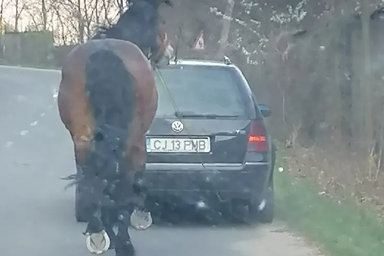 VIDEO/FOTO, Cluj: Imagini revoltătoare. Cal legat cu sfoară de o mașină aflată în mers, în Someșul Rece. Poliția animalelor s-a autosesizat