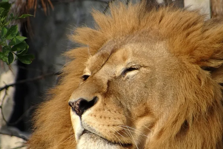 Destinul bărbatului din cea mai strălucitoare zodie. Sunt mereu în centrul atenţiei, unici şi indispensabili pentru cei din viața lor