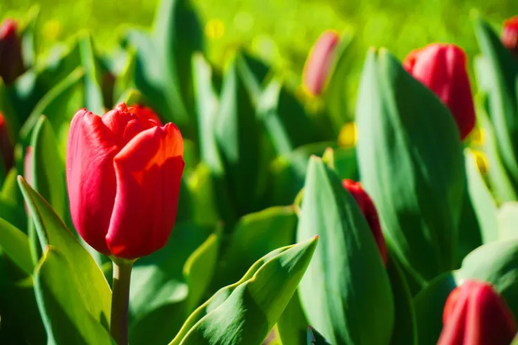 Au înflorit lalelele din Grădina Botanică din Cluj-Napoca. E un adevărat spectacol - FOTO