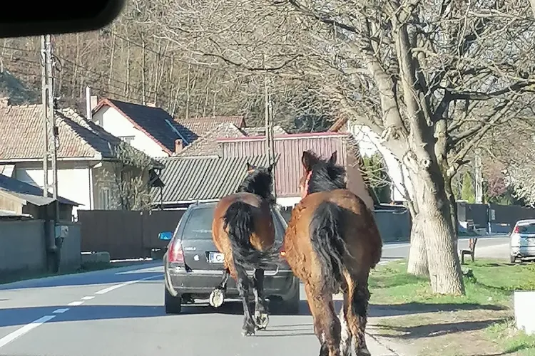Bărbatul din Someșul Rece care conducea cu un cal legat de mașină a fost găsit. Ce au făcut polițiștii de la Protecția Animalelor