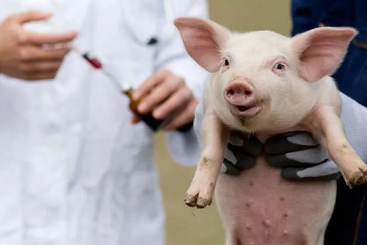 Focar de pestă porcină, depistat în Turda. Autoritățile vor lua măsuri drastice pentru a stopa răspândirea 