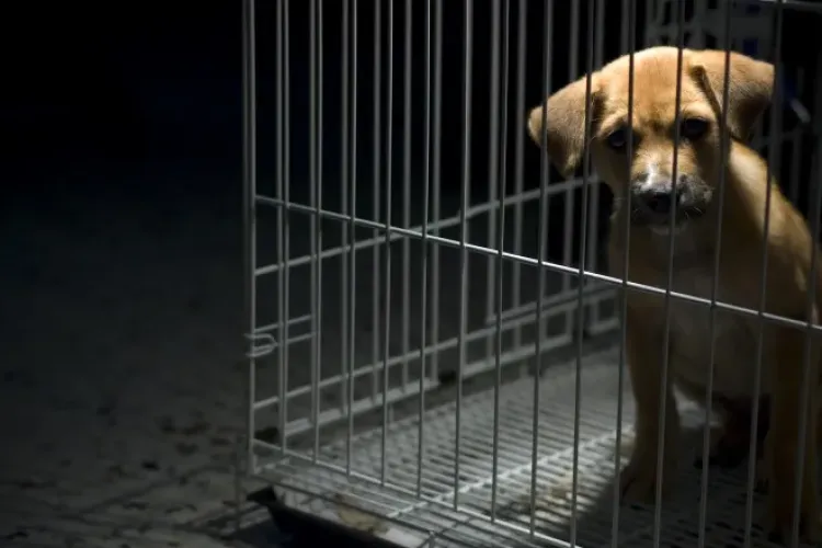 Amenzi dure pentru oamenii care își bat joc de animale. Pedepsele pentru cruzime ar putea ajunge și la 7 ani de închisoare