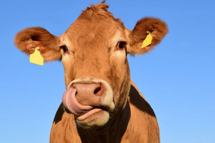 Un tânăr este cercetat de polițiști după ce a „agresat sexual” o vacă. Cum a fost prins