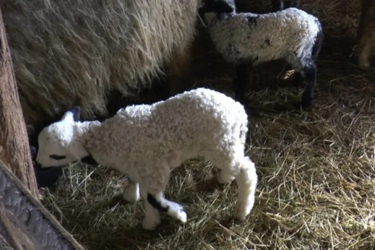 Nicio primărie din județul Bistrița-Năsăud nu a solicitat autorizarea temporară a unui punct de sacrificare a mieilor