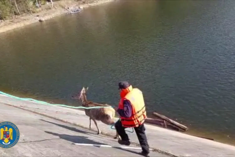 Cerb salvat la Beliș de pompierii clujeni, după o intervenție emoționantă - VIDEO 