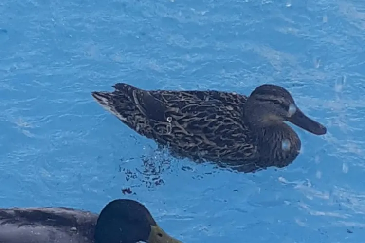 Imagini superbe! Rațele au revenit în Mănăștur, la fântânile din cartier - FOTO