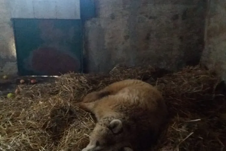 Ursoaica Masha a suferit un atac vascular cerebral. S-a bucurat 3 săptămâni de libertate - FOTO