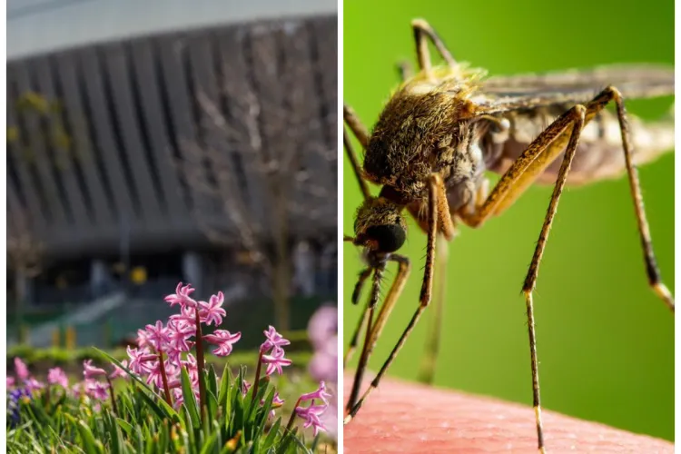 Țânțarul asiatic de tufiș a fost descoperit la Cluj. O cercetătoare explică apariția bolilor tropicale în România