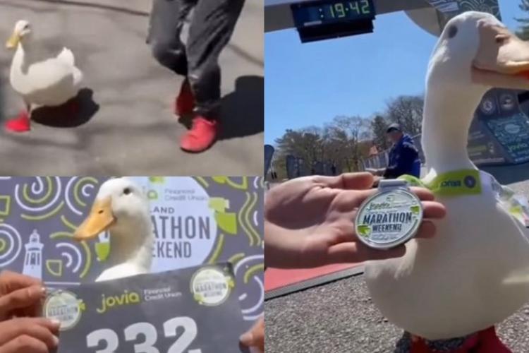 VIDEO. O rață a făcut senzație în mediul online, după ce a participat la un maraton. Pantofii speciali au ajutat-o să „obțină” și medalie