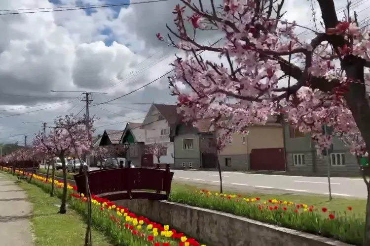 Localitatea din Cluj comparată de turiști cu Olanda. E patria lalelelor - Galerie FOTO