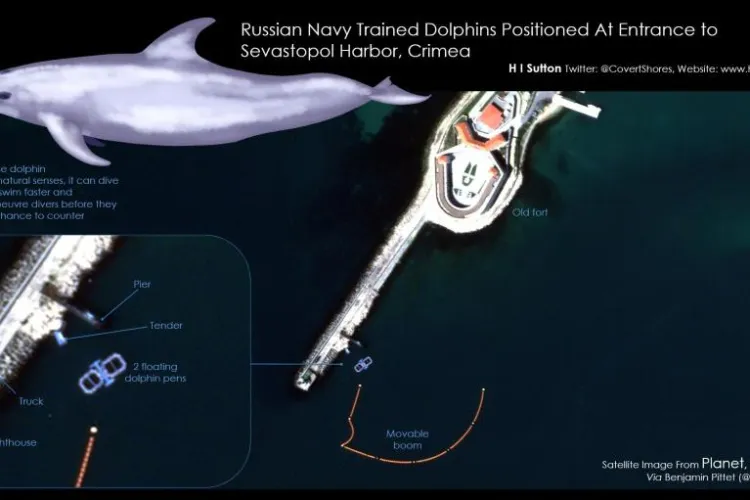 Un port rusesc, păzit de delfini antrenați de armata rusă. Rolul mamiferelor în protecția navelor