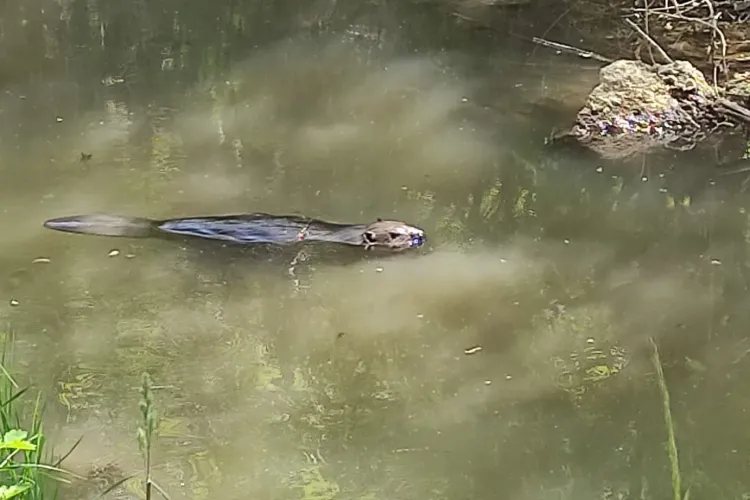 Un castor și-a făcut casă pe Canalul Morii, în Parcul Rozelor: Păcat că înoată între gunoaie - FOTO   