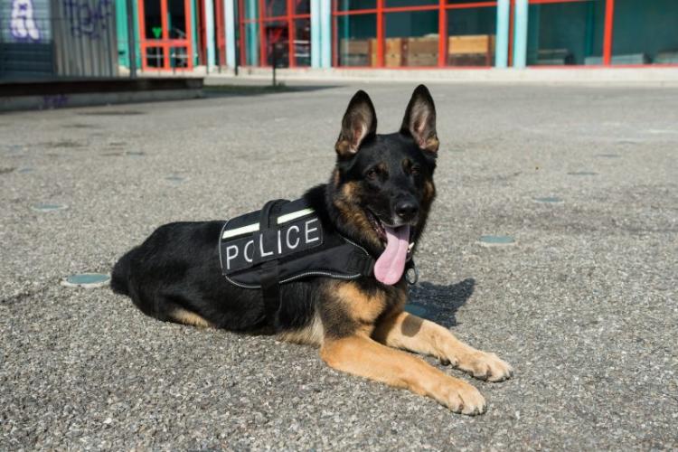Un câine polițist a „greșit” misiunea, scăpând de închisoare un traficant de droguri, după ce a mâncat din „marfă