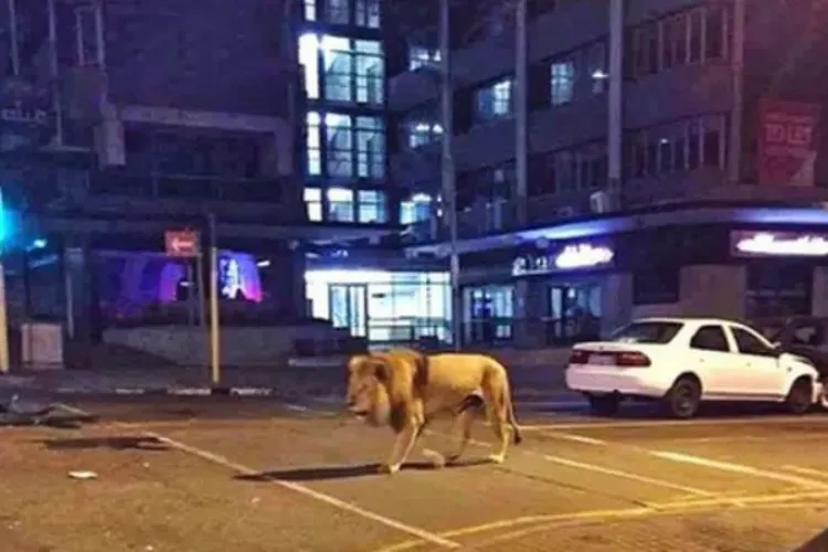 ATENȚIE, LEU PE STRĂZI! Autoritățile: Dacă îl întâlniți, NU vă fotografiați cu el!