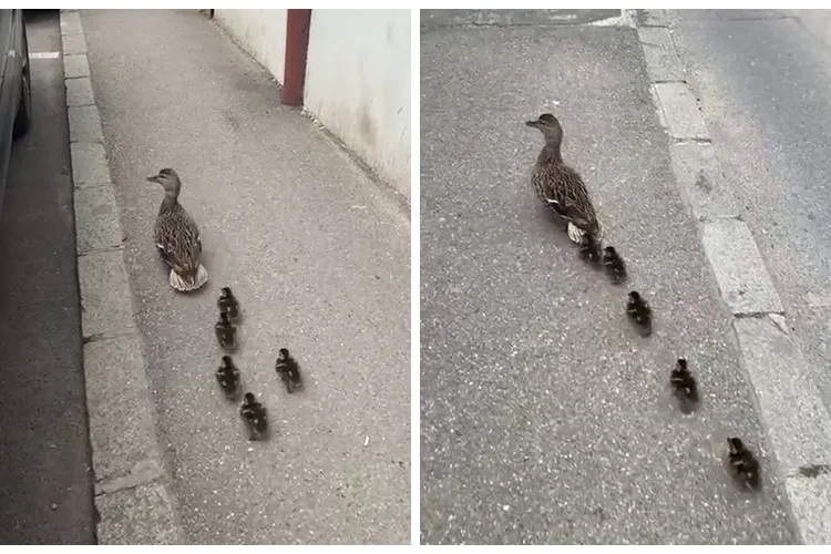 O rață cu cinci boboci a fost escortată prin tot centrul Clujului spre Canalul Morii - VIDEO   